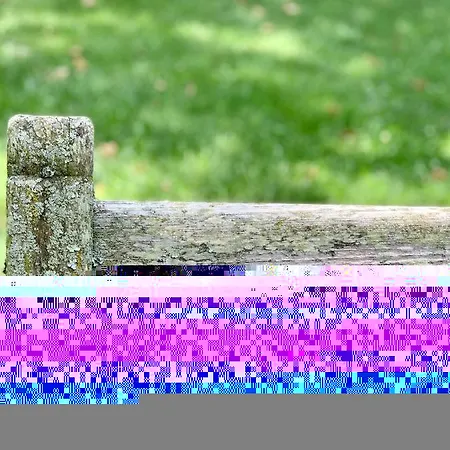 I Gerani * فيستَ